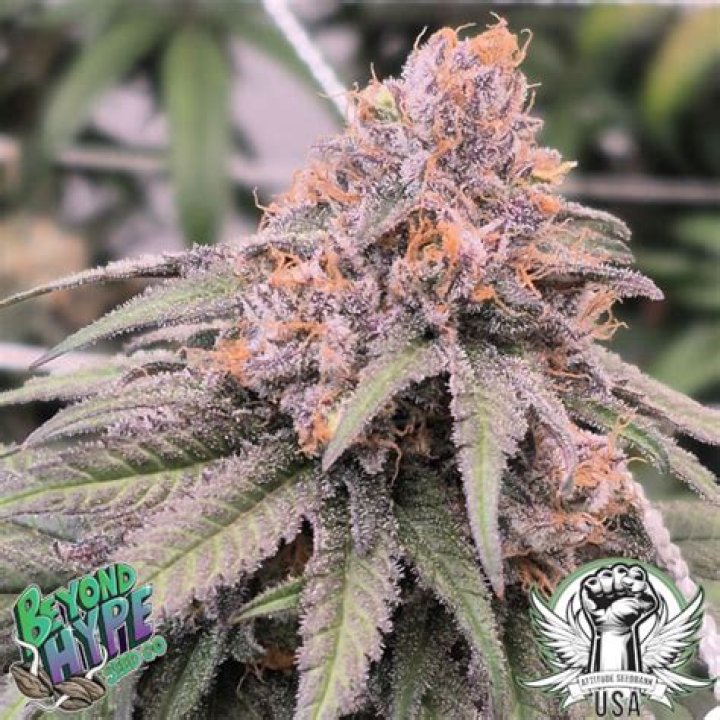 Planting The Right Attitude Seeds For Personal Growth