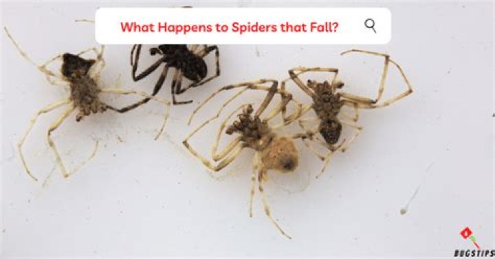 Do They Perish From High Falls?