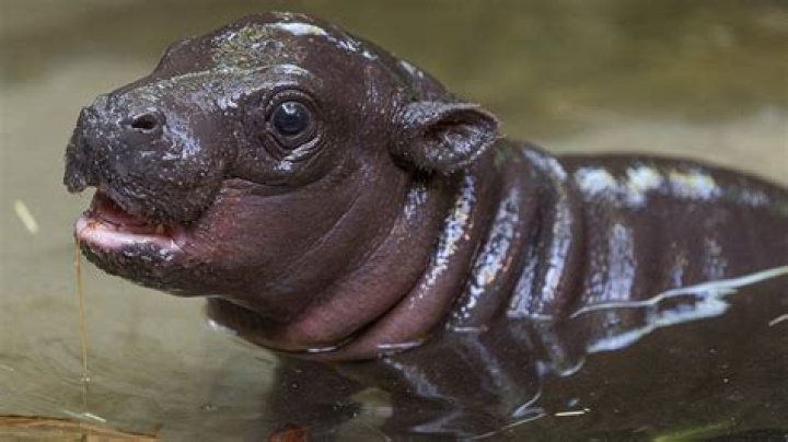 Unveiling The Enigmatic World Of Hippos With Down Syndrome: Discoveries And Insights