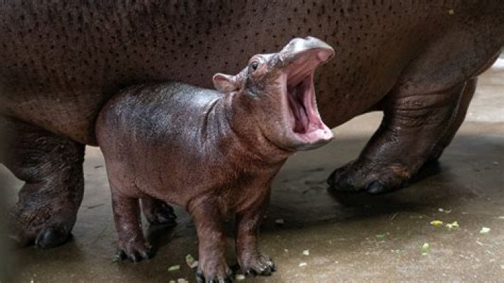 Unveiling The Wonders Of Hippos With Down Syndrome: Discoveries And Insights
