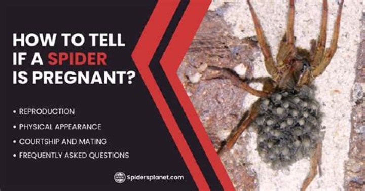 Unveiling Signs Of Spider Pregnancy