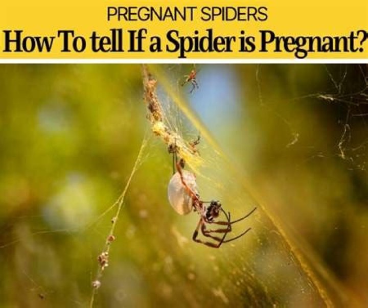 A Guide To Detecting Spider Pregnancy