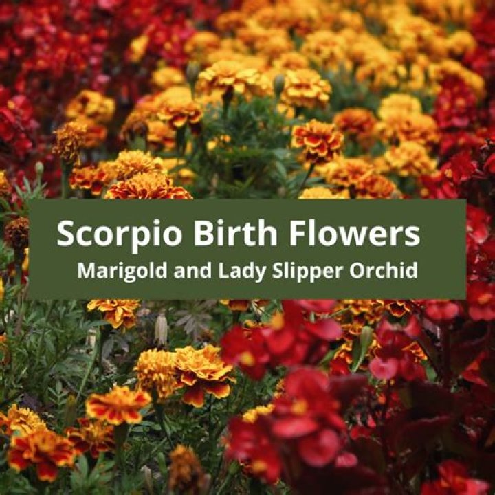 Discover The Cosmic Secrets Of Scorpio Birth: Unlocking Your True Potential