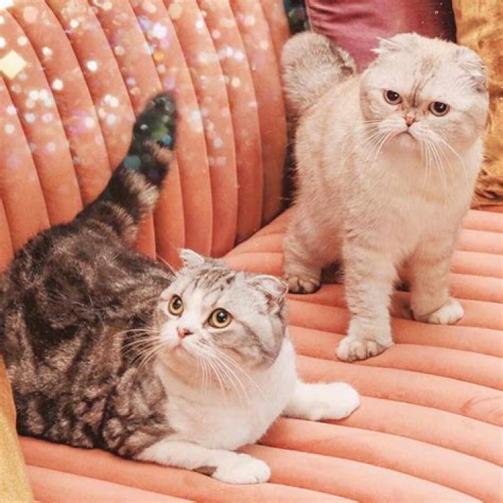 Taylor Swift's Feline Friends: The Ultimate Guide To Her Beloved Cats