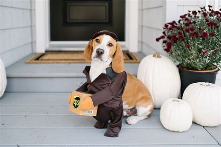 Adorable Tiny Dog Costumes: The Perfect Fit For Your Furry Friend
